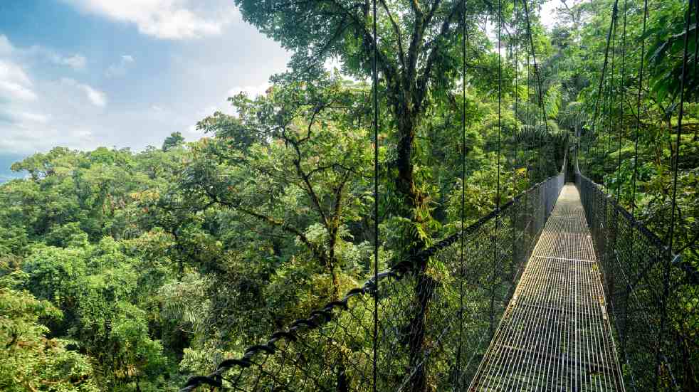 Breathtaking wildlife holidays you can book right now jungle bridge Costa Rica